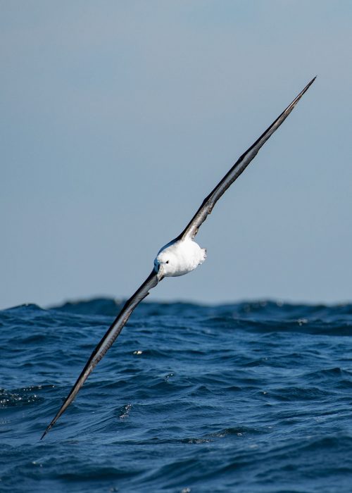Albatros ceja negra